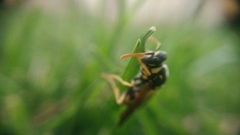 Polistes