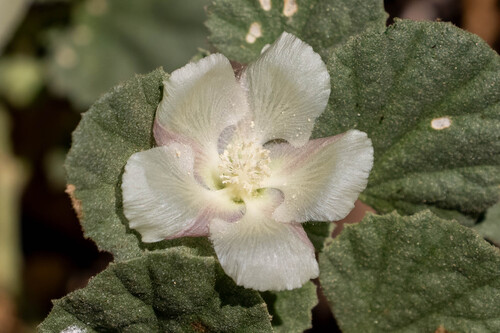 iNaturalist observation photo of alkali mallow