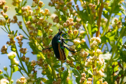 iNaturalist observation photo of Figeater Beetle