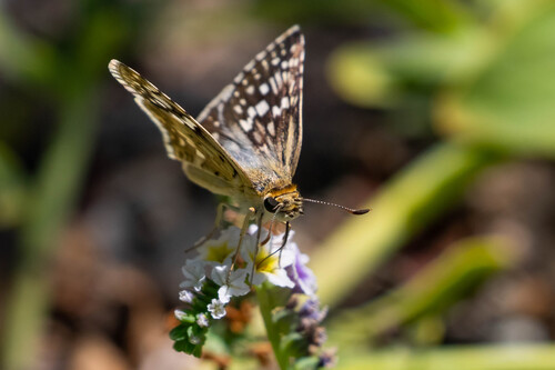 iNaturalist observation photo of White Checkered-Skipper