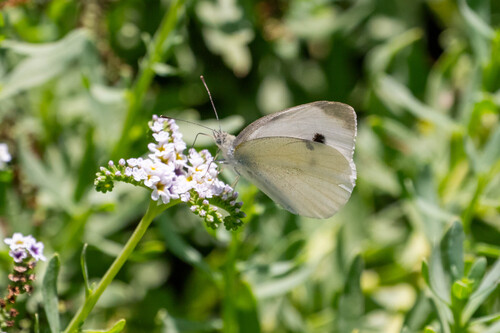 iNaturalist observation photo of Small White