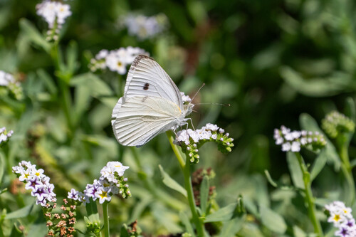 iNaturalist observation photo of Small White