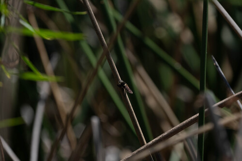 iNaturalist observation photo of Golden-tailed Beebandit