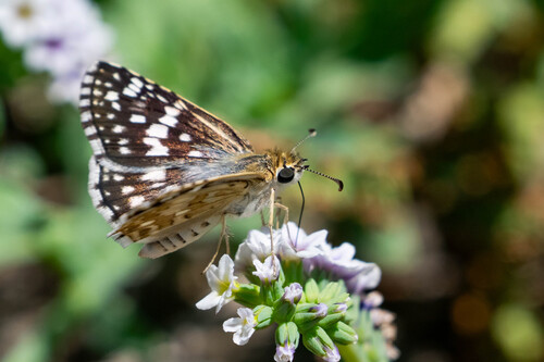 iNaturalist observation photo of White Checkered-Skipper