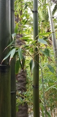 Phyllostachys aurea