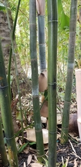 Phyllostachys aurea