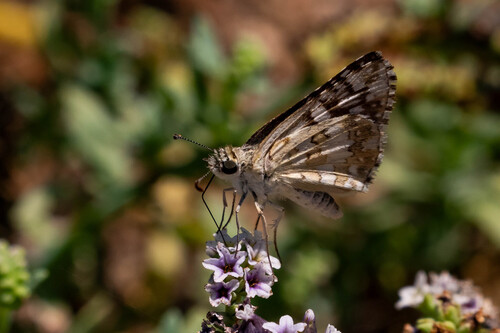 iNaturalist observation photo of White Checkered-Skipper
