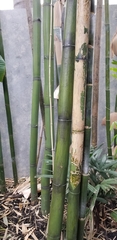 Phyllostachys aurea