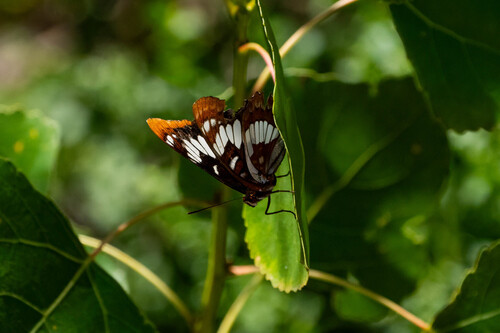 iNaturalist observation photo of Lorquin's Admiral