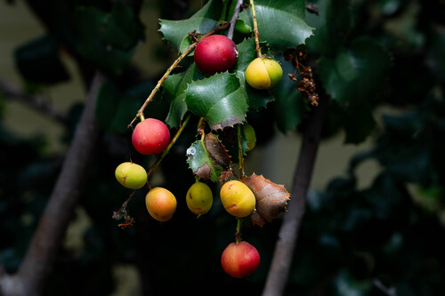 iNaturalist observation photo of hollyleaf cherry