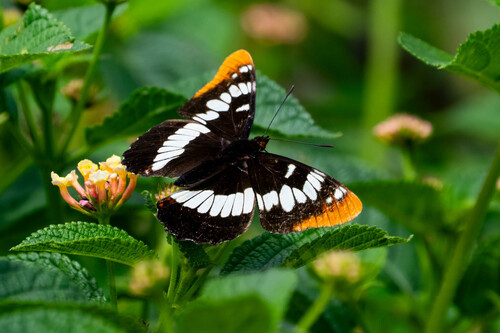 iNaturalist observation photo of Lorquin's Admiral