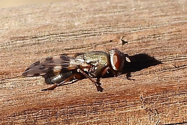 Narrow-Banded Picture-Winged Fly from Yakima County, WA, USA on ...