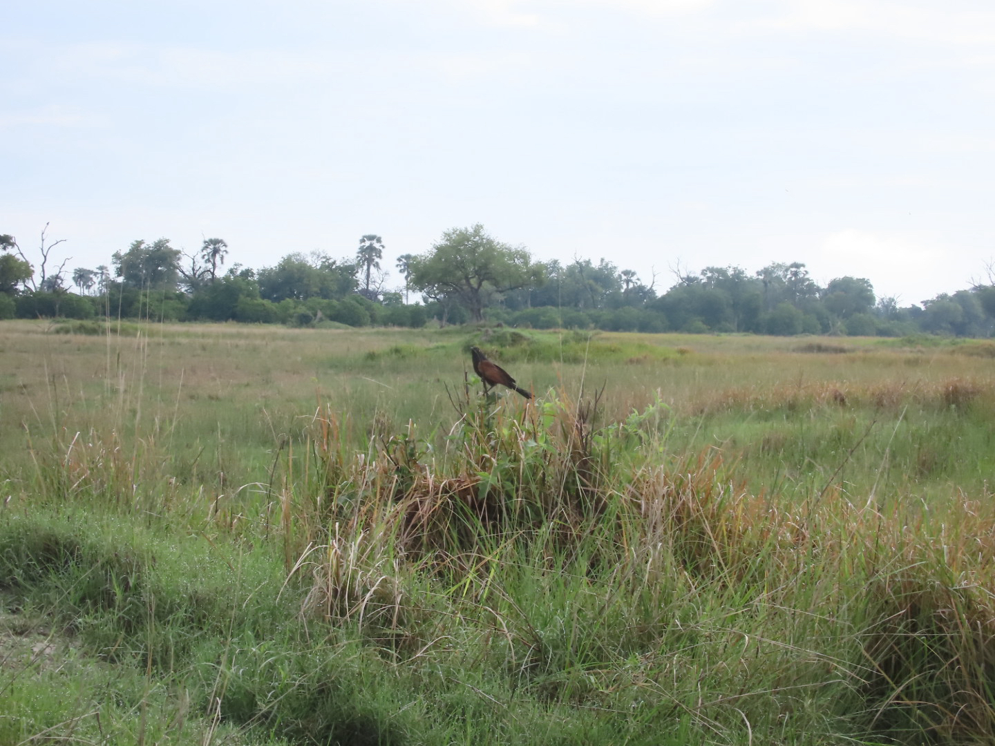 Black Coucal (Centropus grillii), photo 1