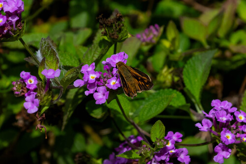 iNaturalist observation photo of Fiery Skipper