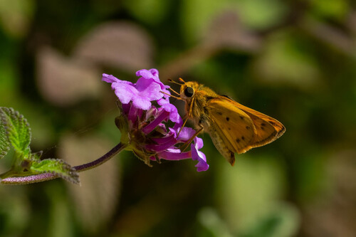 iNaturalist observation photo of Fiery Skipper