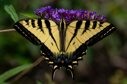 iNaturalist observation photo of Western Tiger Swallowtail