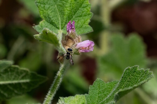 iNaturalist observation photo of Philanthinae