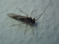 Mesopsocus immunis