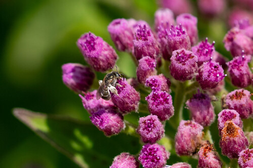 iNaturalist observation photo of Tripartite Sweat Bee
