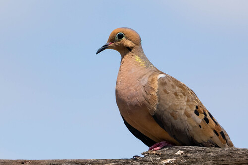 iNaturalist observation photo of Mourning Dove