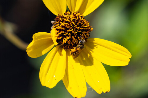 iNaturalist observation photo of Ligated Furrow Bee