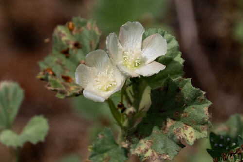 iNaturalist observation photo of alkali mallow