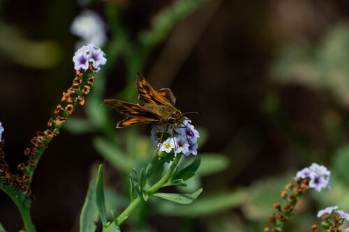 iNaturalist observation photo of Fiery Skipper