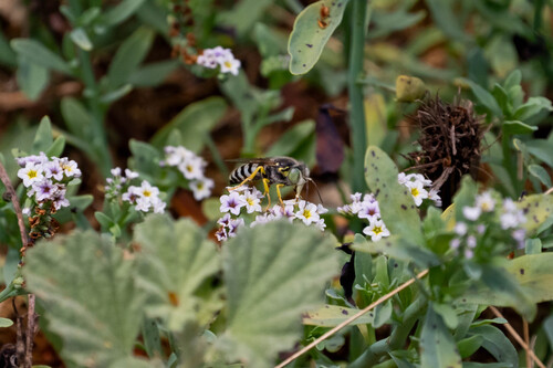 iNaturalist observation photo of American Sand Wasp