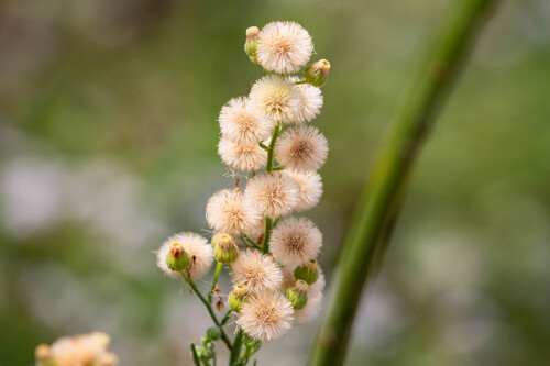 iNaturalist observation photo of Flax-leaved Horseweed