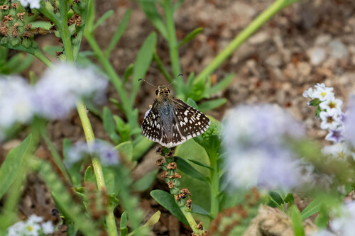 iNaturalist observation photo of White Checkered-Skipper