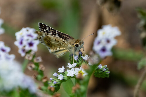 iNaturalist observation photo of White Checkered-Skipper