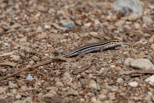 iNaturalist observation photo of Sonoran Spotted Whiptail
