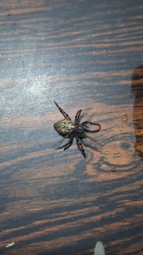 Alpaida alticeps