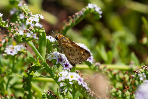 iNaturalist observation photo of Fiery Skipper
