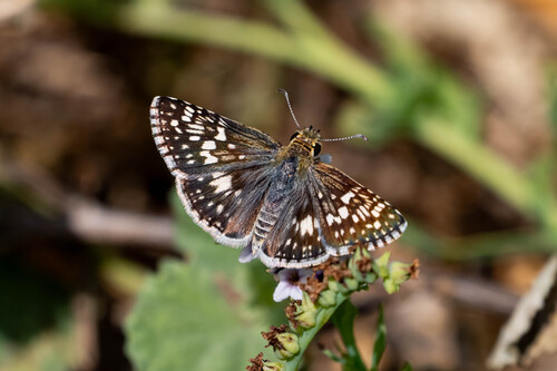 iNaturalist observation photo of White Checkered-Skipper