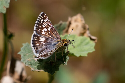 iNaturalist observation photo of White Checkered-Skipper