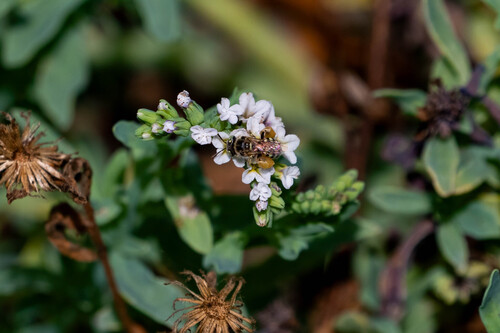 iNaturalist observation photo of Calliopsis hesperia