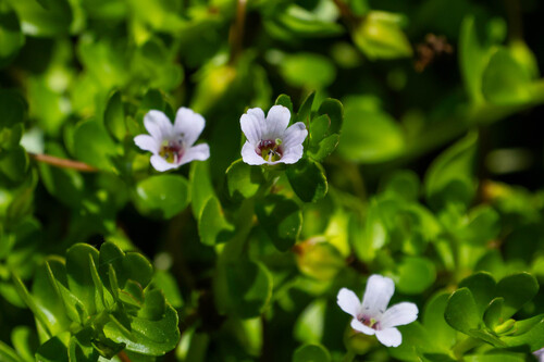 iNaturalist observation photo of Herb-of-Grace