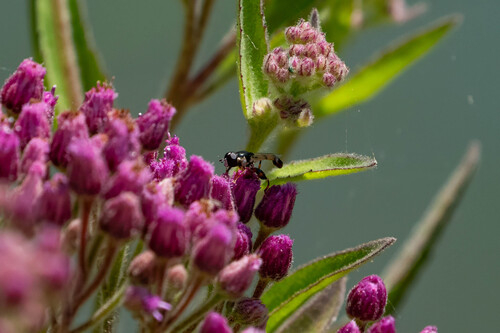 iNaturalist observation photo of Peg-legged Compost Fly