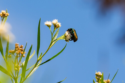 iNaturalist observation photo of Figeater Beetle