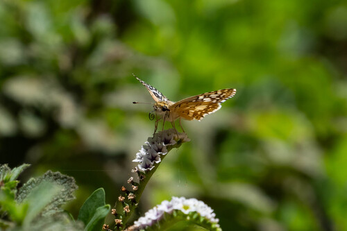 iNaturalist observation photo of White Checkered-Skipper