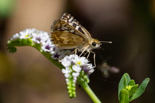 iNaturalist observation photo of White Checkered-Skipper