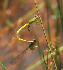 Ceriagrion indochinense