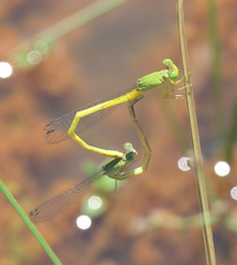 Ceriagrion indochinense