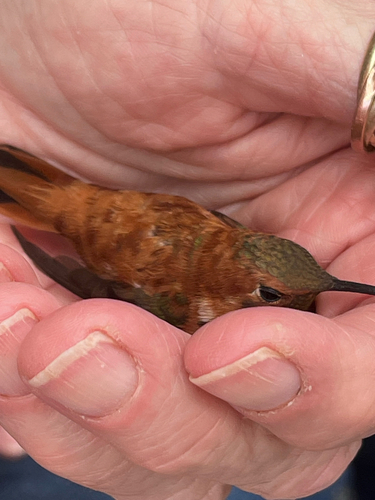 Rufous Hummingbird photographed in New Mexico