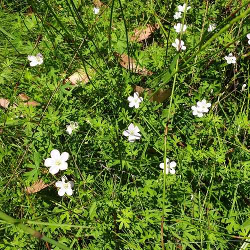 red-stemmed cranesbill (Geranium neglectum)