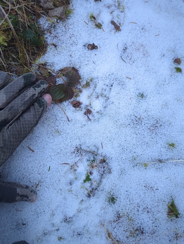 Sitka Black-tailed Deer photographed in Alaska
