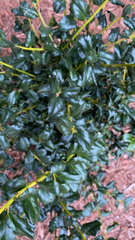 Ilex opaca