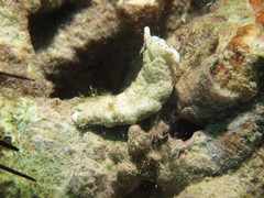 Plakobranchus ocellatus