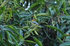 Herpsilochmus longirostris